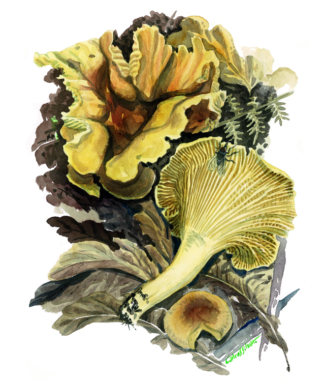 Cantarela (Cantharellus cibarius)